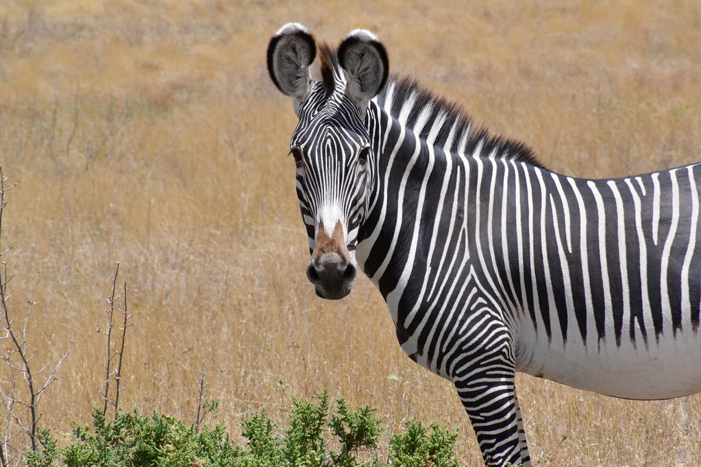 Buffalo Springs Nat. Reserve
